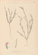 Herbier de la flore française Pl0525 - Louis Antoine Cusin — Ansicht des Kunstwerks