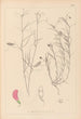 Herbier de la flore française Pl0526 - Louis Antoine Cusin — Ansicht des Kunstwerks