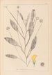 Herbier de la flore française Pl0529 - Louis Antoine Cusin — Ansicht des Kunstwerks
