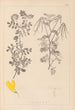 Herbier de la flore française Pl0531 - Louis Antoine Cusin — Ansicht des Kunstwerks