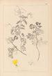 Herbier de la flore française Pl0532 - Louis Antoine Cusin — Ansicht des Kunstwerks