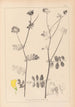 Herbier de la flore française Pl0533 - Louis Antoine Cusin — Ansicht des Kunstwerks