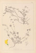 Herbier de la flore française Pl0535 - Louis Antoine Cusin — Ansicht des Kunstwerks