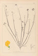 Herbier de la flore française Pl0537 - Louis Antoine Cusin — Ansicht des Kunstwerks