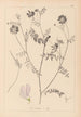 Herbier de la flore française Pl0538 - Louis Antoine Cusin — Ansicht des Kunstwerks