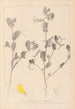 Herbier de la flore française Pl0539 - Louis Antoine Cusin — Ansicht des Kunstwerks
