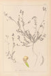 Herbier de la flore française Pl0541 - Louis Antoine Cusin — Ansicht des Kunstwerks