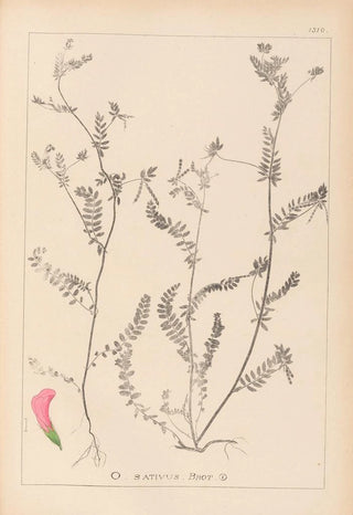 Louis Antoine Cusin - Herbier de la flore franaise Pl0542.webp
