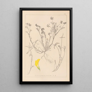 Louis Antoine Cusin - Herbier de la flore franaise Pl0544.webp