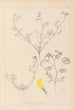 Herbier de la flore française Pl0546 - Louis Antoine Cusin — Ansicht des Kunstwerks