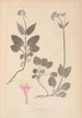 Herbier de la flore française Pl0687 - Louis Antoine Cusin — Ansicht des Kunstwerks