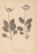Herbier de la flore française Pl0688 - Louis Antoine Cusin — Ansicht des Kunstwerks
