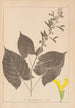 Herbier de la flore française Pl0809 - Louis Antoine Cusin — Ansicht des Kunstwerks