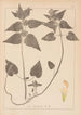Herbier de la flore française Pl0830 - Louis Antoine Cusin — Ansicht des Kunstwerks