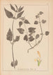 Herbier de la flore française Pl0831 - Louis Antoine Cusin — Ansicht des Kunstwerks