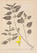 Herbier de la flore française Pl0832 - Louis Antoine Cusin — Ansicht des Kunstwerks