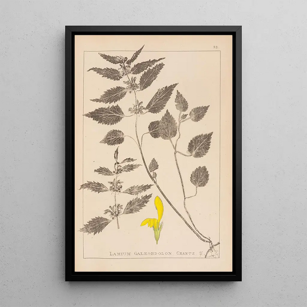 Louis Antoine Cusin - Herbier de la flore franaise Pl0832.webp