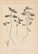 Herbier de la flore française Pl0840 - Louis Antoine Cusin — Ansicht des Kunstwerks