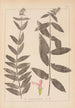 Herbier de la flore française Pl0849 - Louis Antoine Cusin — Ansicht des Kunstwerks