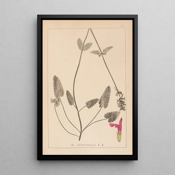 Louis Antoine Cusin - Herbier de la flore franaise Pl0862.webp