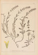Herbier de la flore française Pl0874 - Louis Antoine Cusin — Ansicht des Kunstwerks