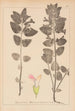 Herbier de la flore française Pl0878 - Louis Antoine Cusin — Ansicht des Kunstwerks
