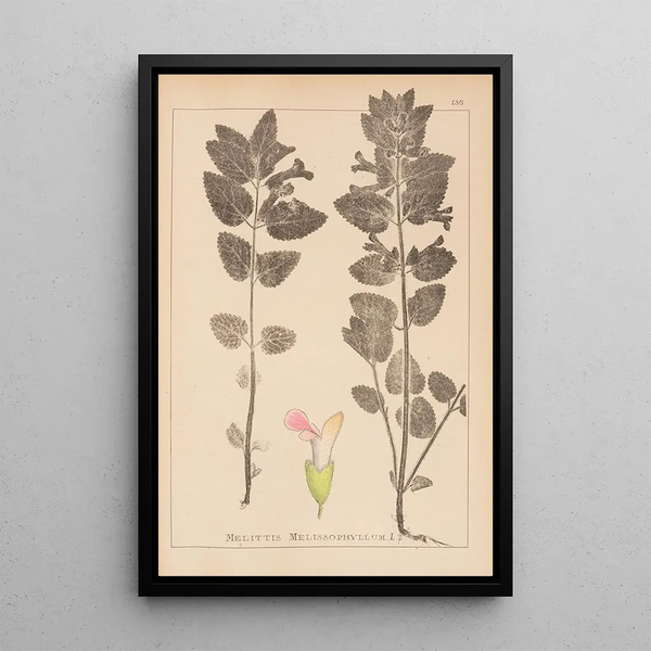 Louis Antoine Cusin - Herbier de la flore franaise Pl0878.webp