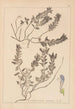Herbier de la flore française Pl0879 - Louis Antoine Cusin — Ansicht des Kunstwerks