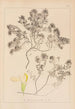 Herbier de la flore française Pl0912 - Louis Antoine Cusin — Ansicht des Kunstwerks