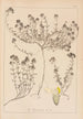 Herbier de la flore française Pl0914 - Louis Antoine Cusin — Ansicht des Kunstwerks