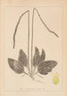 Herbier de la flore française Pl0922 - Louis Antoine Cusin — Ansicht des Kunstwerks