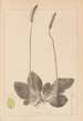 Herbier de la flore française Pl0923 - Louis Antoine Cusin — Ansicht des Kunstwerks