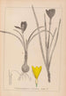 Herbier de la flore française Pl0958 - Louis Antoine Cusin — Ansicht des Kunstwerks