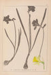 Herbier de la flore française Pl0960 - Louis Antoine Cusin — Ansicht des Kunstwerks