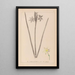 Herbier de la flore française Pl0972 - Louis Antoine Cusin — gerahmtes Bild an der Wand