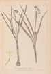 Herbier de la flore française Pl0976 - Louis Antoine Cusin — Ansicht des Kunstwerks