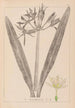Herbier de la flore française Pl0980 - Louis Antoine Cusin — Ansicht des Kunstwerks