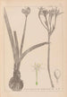 Herbier de la flore française Pl0981 - Louis Antoine Cusin — Ansicht des Kunstwerks