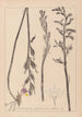 Herbier de la flore française Pl0982 - Louis Antoine Cusin — Ansicht des Kunstwerks