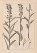 Herbier de la flore française Pl0984 - Louis Antoine Cusin — Ansicht des Kunstwerks