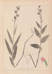 Herbier de la flore française Pl0985 - Louis Antoine Cusin — Ansicht des Kunstwerks
