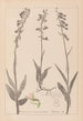 Herbier de la flore française Pl0986 - Louis Antoine Cusin — Ansicht des Kunstwerks