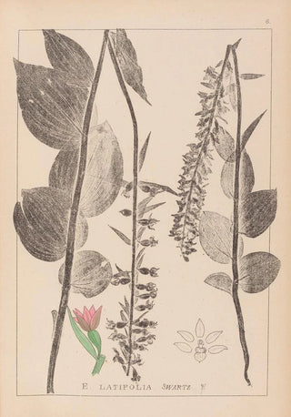 Louis Antoine Cusin - Herbier de la flore franaise Pl0987.webp
