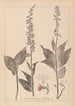 Herbier de la flore française Pl0988 - Louis Antoine Cusin — Ansicht des Kunstwerks