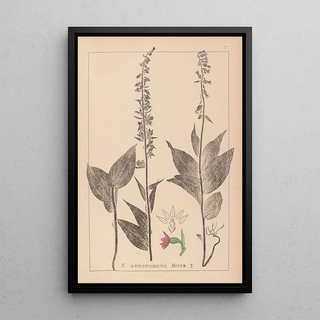 Louis Antoine Cusin - Herbier de la flore franaise Pl0988.webp