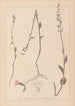 Herbier de la flore française Pl0989 - Louis Antoine Cusin — Ansicht des Kunstwerks
