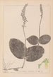 Herbier de la flore française Pl0991 - Louis Antoine Cusin — Ansicht des Kunstwerks
