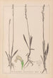 Herbier de la flore française Pl0993 - Louis Antoine Cusin — Ansicht des Kunstwerks
