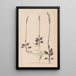 Louis Antoine Cusin - Herbier de la flore franaise Pl0995.webp