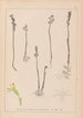 Herbier de la flore française Pl0996 - Louis Antoine Cusin — Ansicht des Kunstwerks